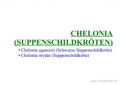 Chelonia (Suppenschildkröten)